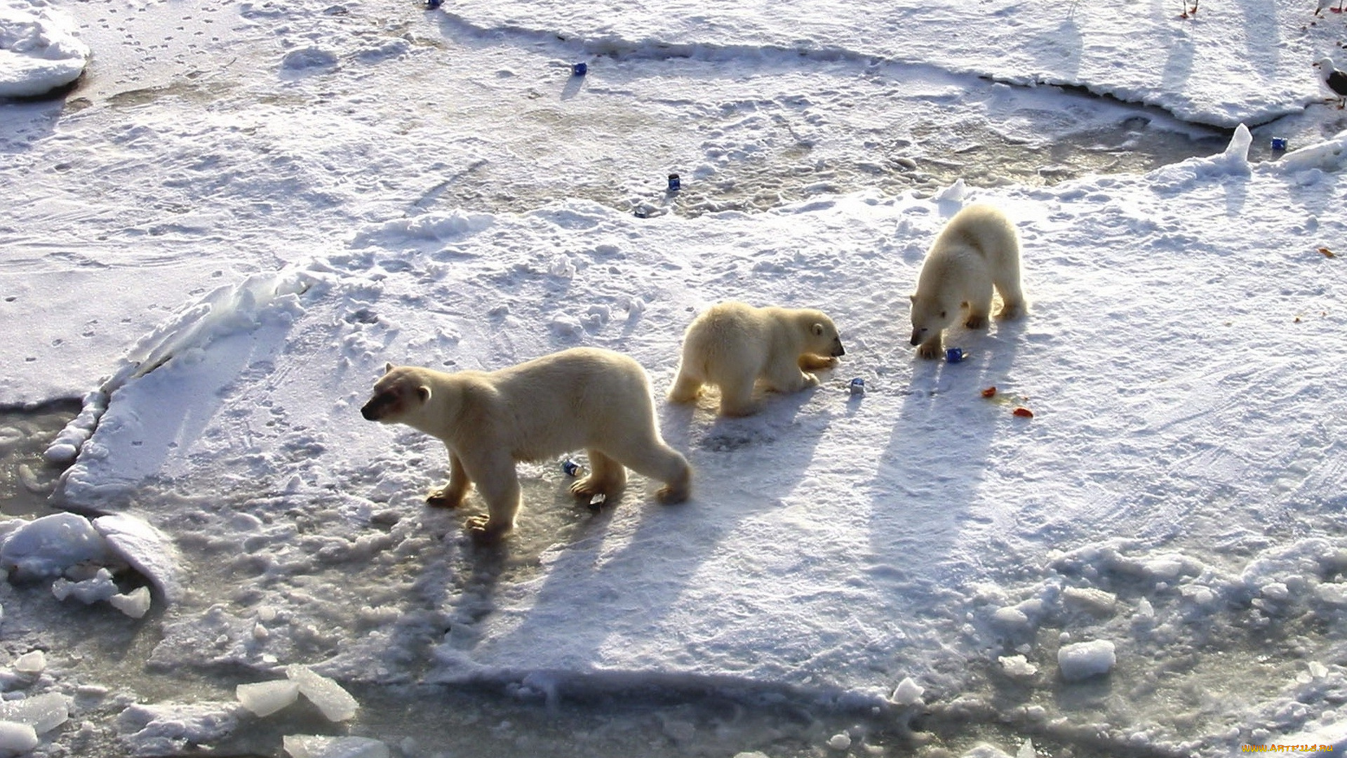 животные, медведи, лед, снег