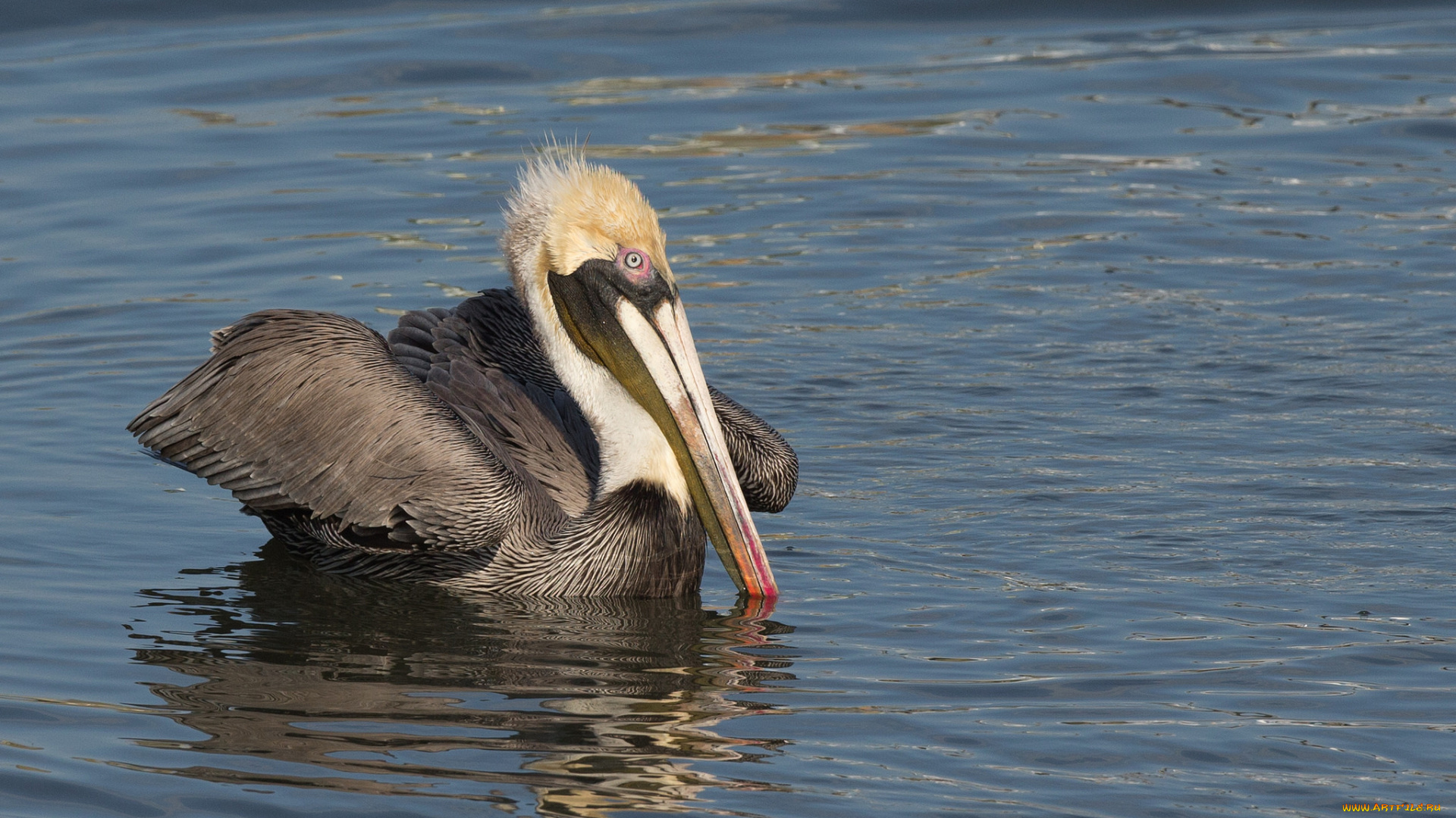 животные, пеликаны, пеликан, птица, плывёт, озеро, вода