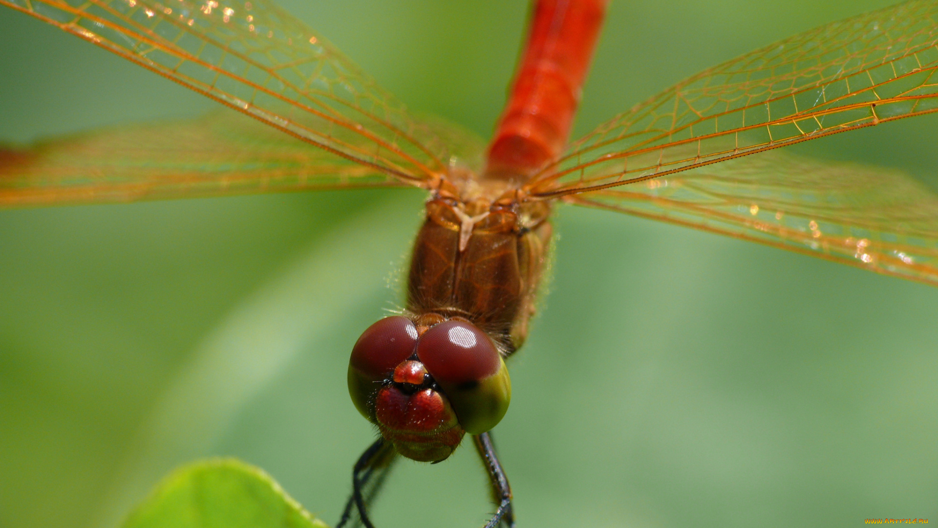 животные, стрекозы, крылья, травинка, глаза, стрекоза, макро