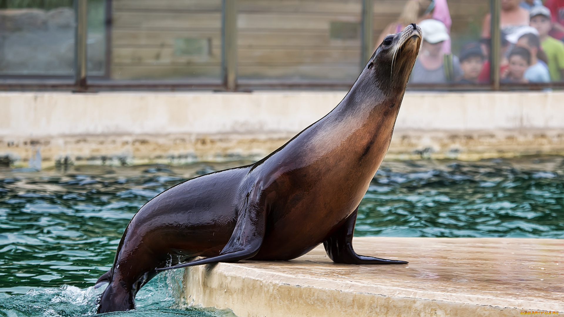 животные, тюлени, , морские, львы, , морские, котики, котик, морской, бассейн