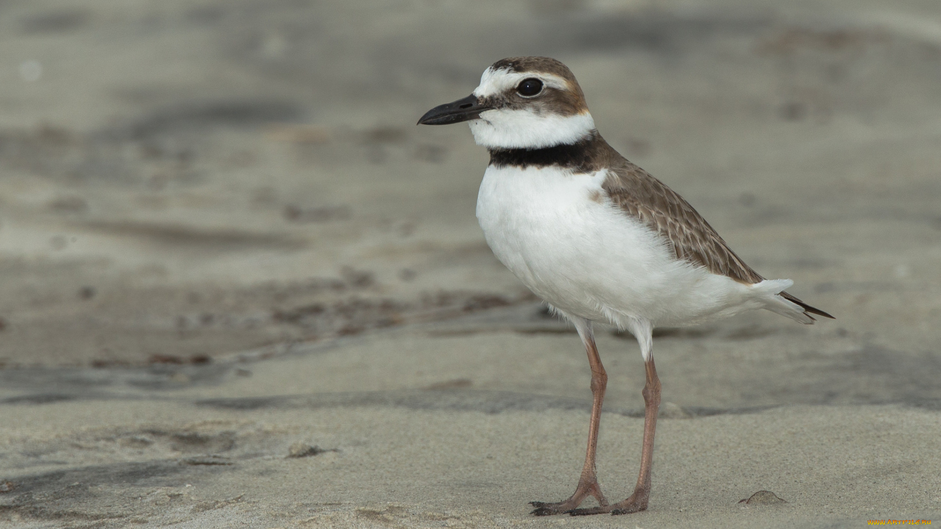 животные, вальдшнепы, , кроншнепы, , бекасы, природа, птица, песок