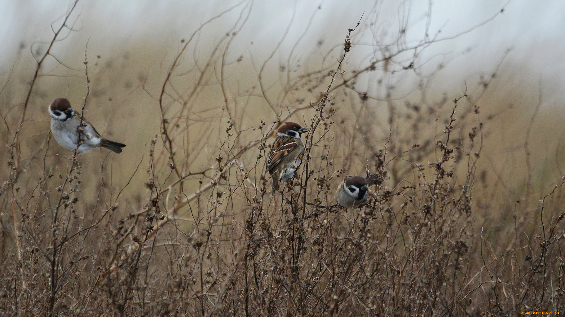 животные, воробьи, птицы, заросли, трава