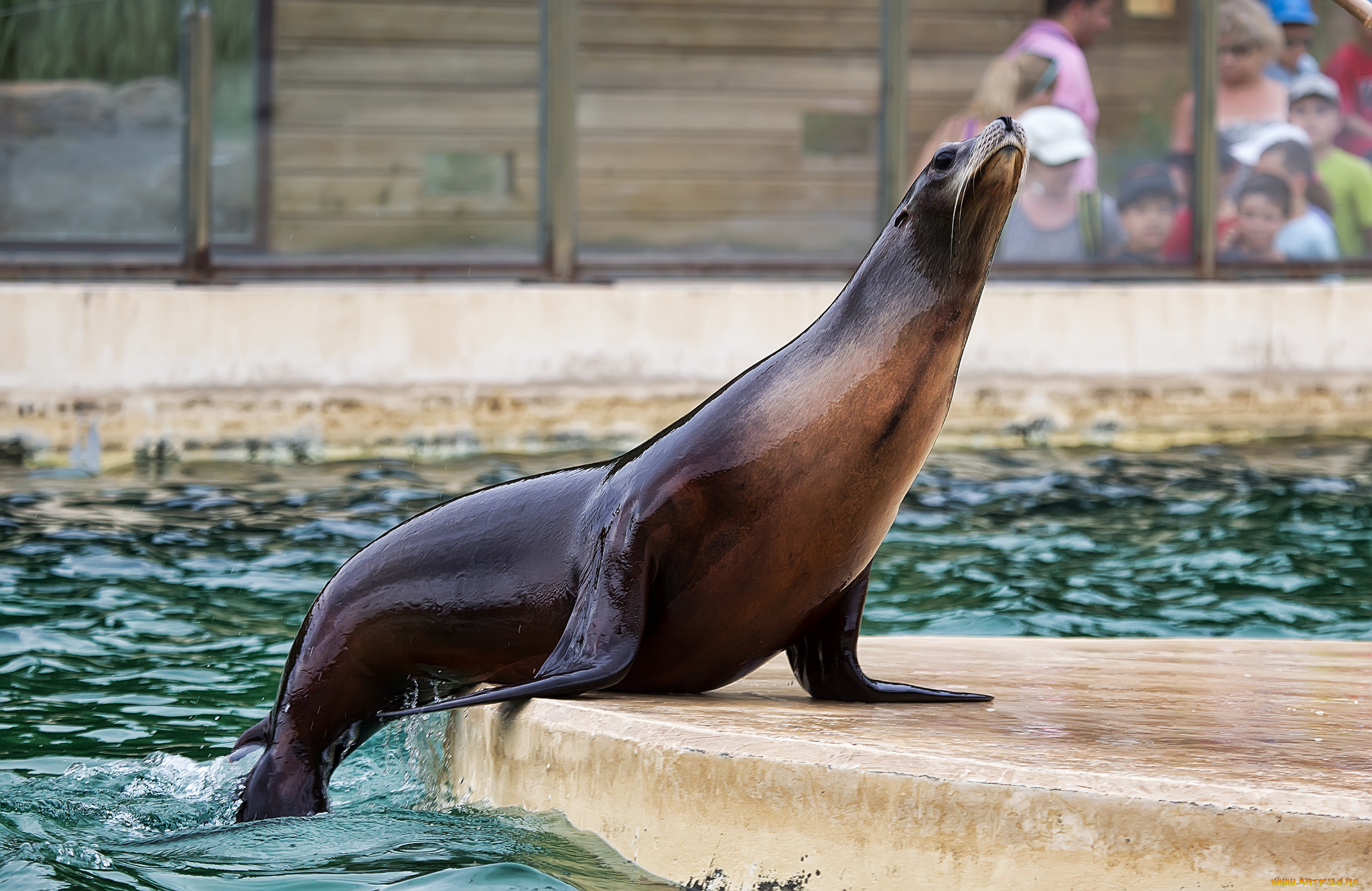 животные, тюлени, , морские, львы, , морские, котики, котик, морской, бассейн