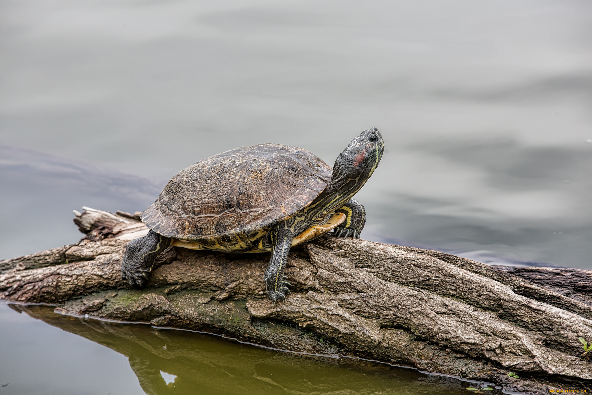 животные, Черепахи, черепашка, бревно, вода