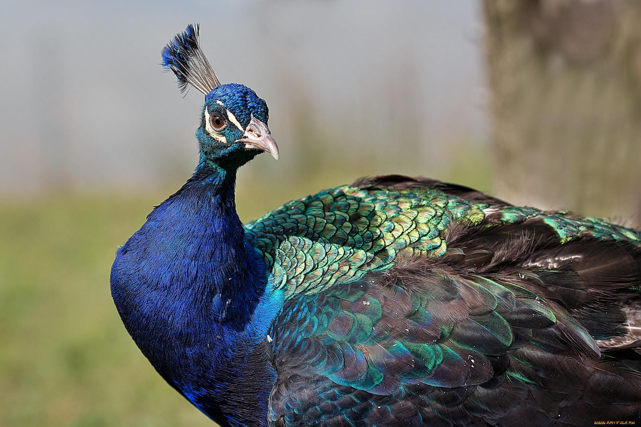 животные, павлины, хохолок, павлин, оперение