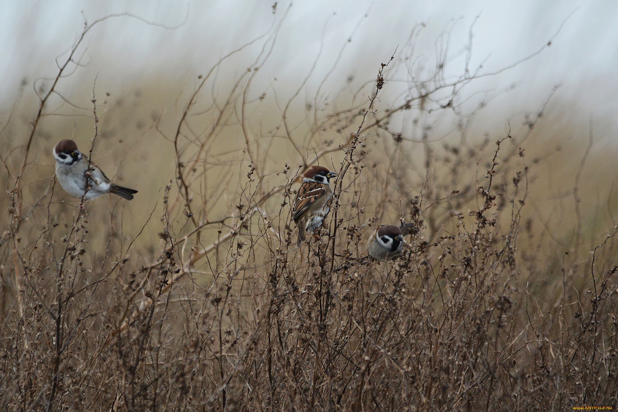 животные, воробьи, птицы, заросли, трава