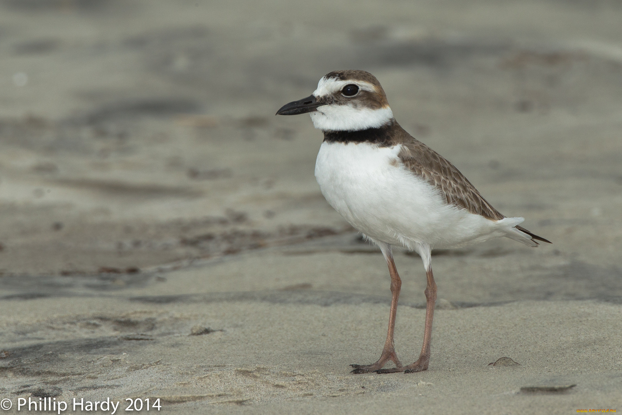 животные, вальдшнепы, , кроншнепы, , бекасы, природа, птица, песок