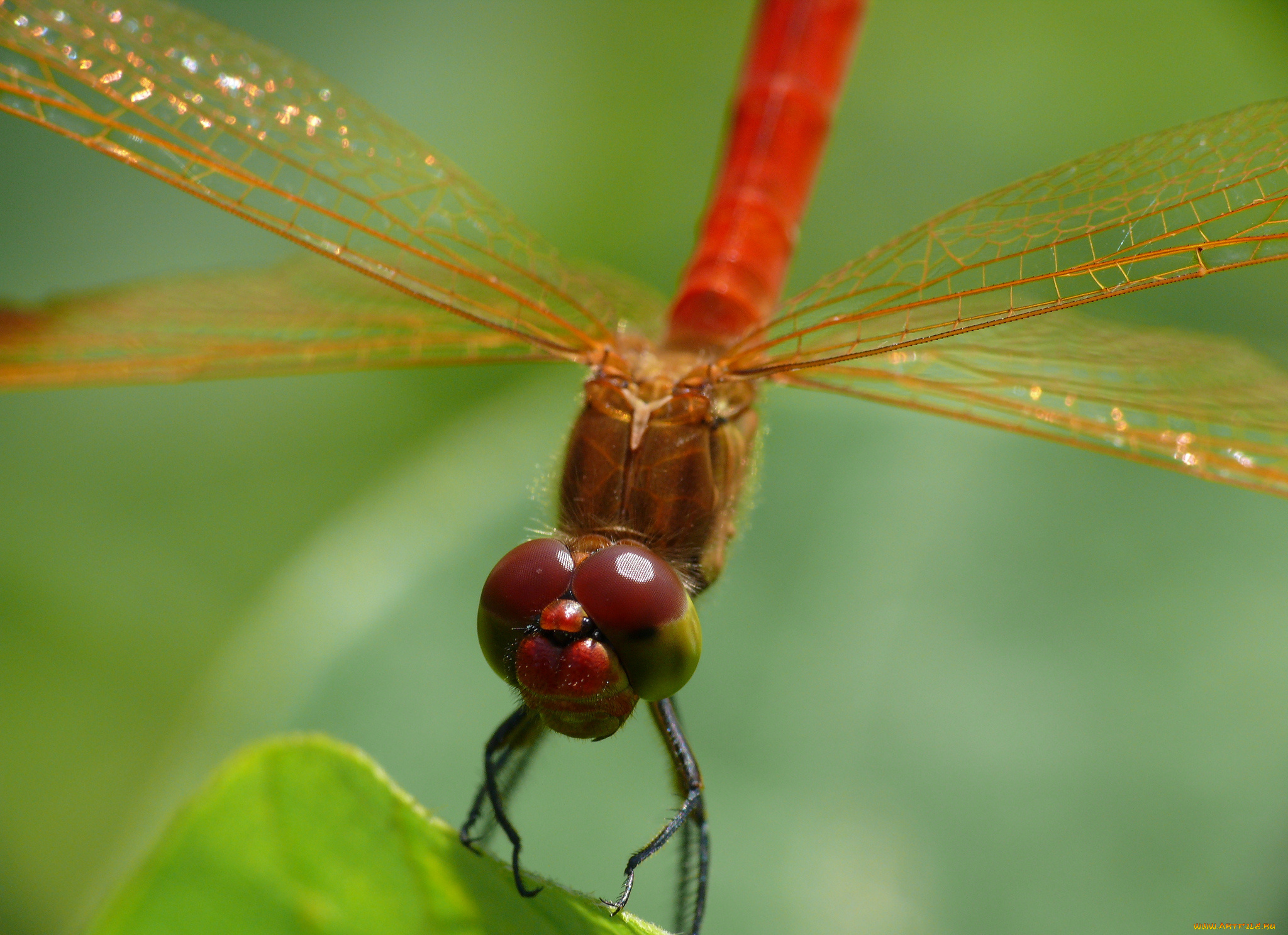 животные, стрекозы, крылья, травинка, глаза, стрекоза, макро