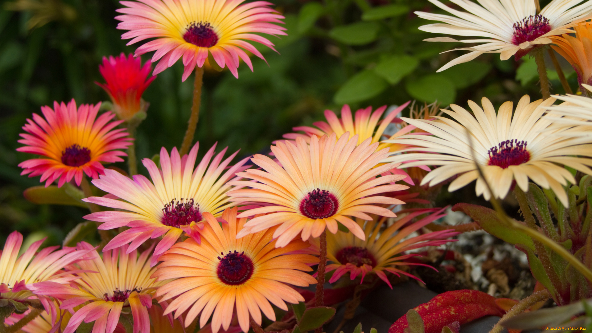 цветы, аизовые, мезембриантемум, mesembryanthemum