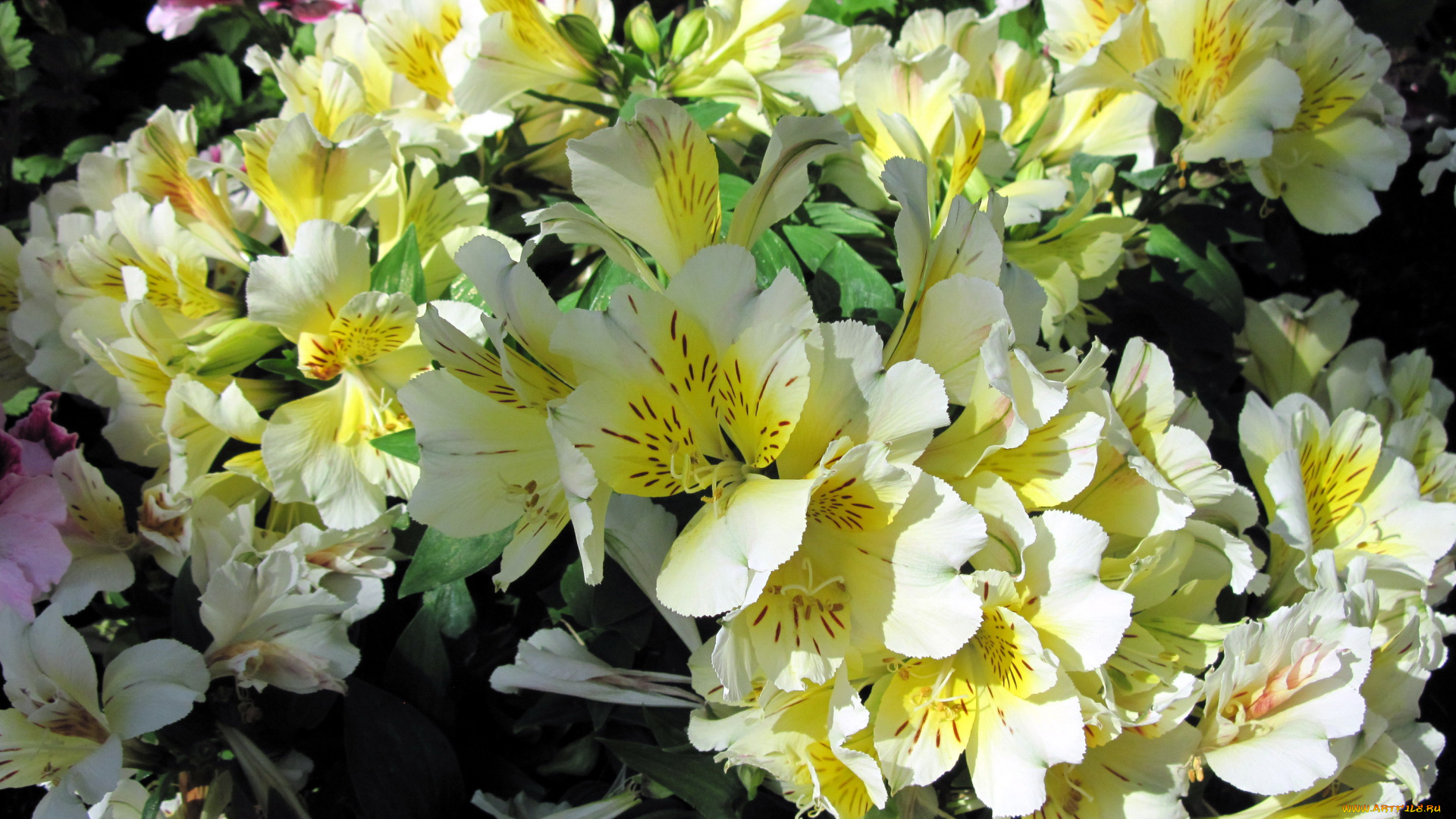 цветы, альстромерия, крапинки, белый