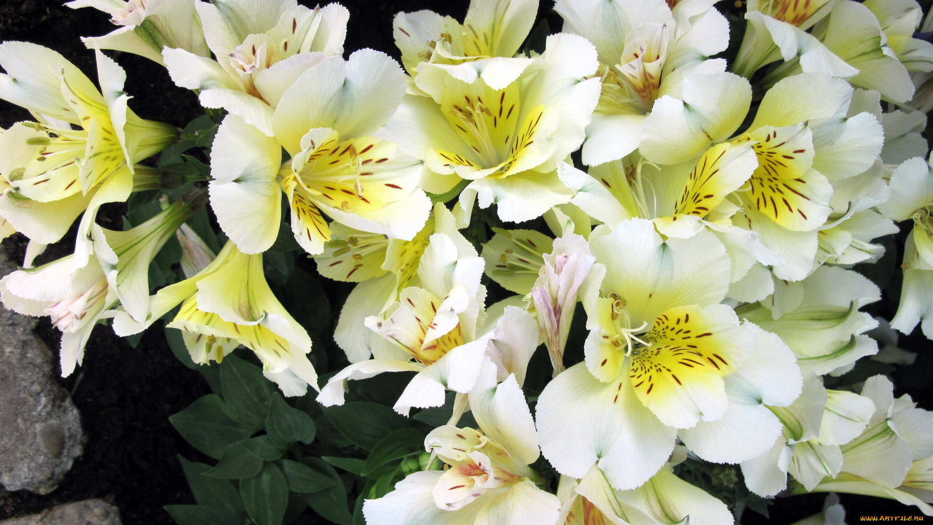 цветы, альстромерия, нежность