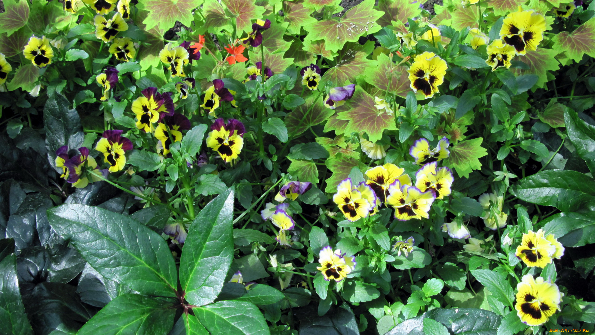 цветы, анютины, глазки, , садовые, фиалки, много