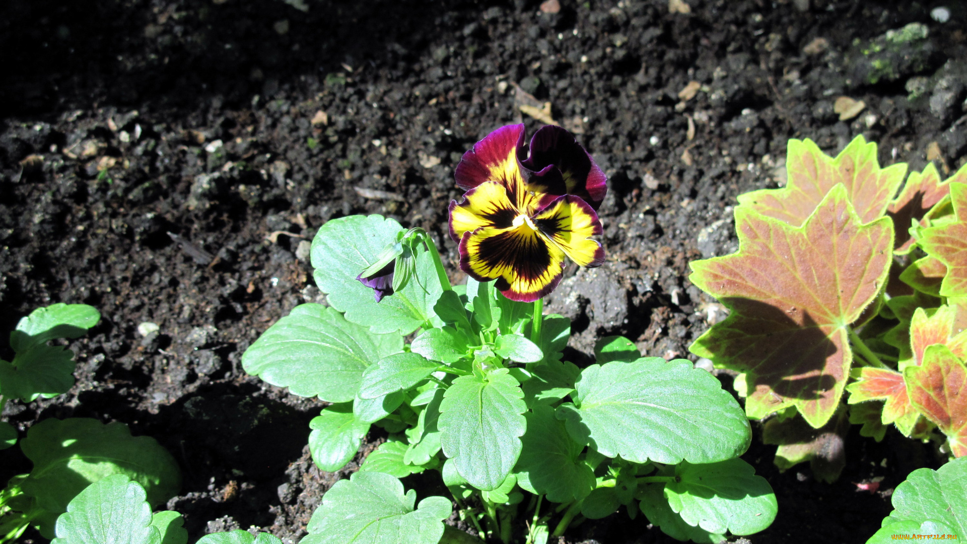 цветы, анютины, глазки, , садовые, фиалки, одиночка