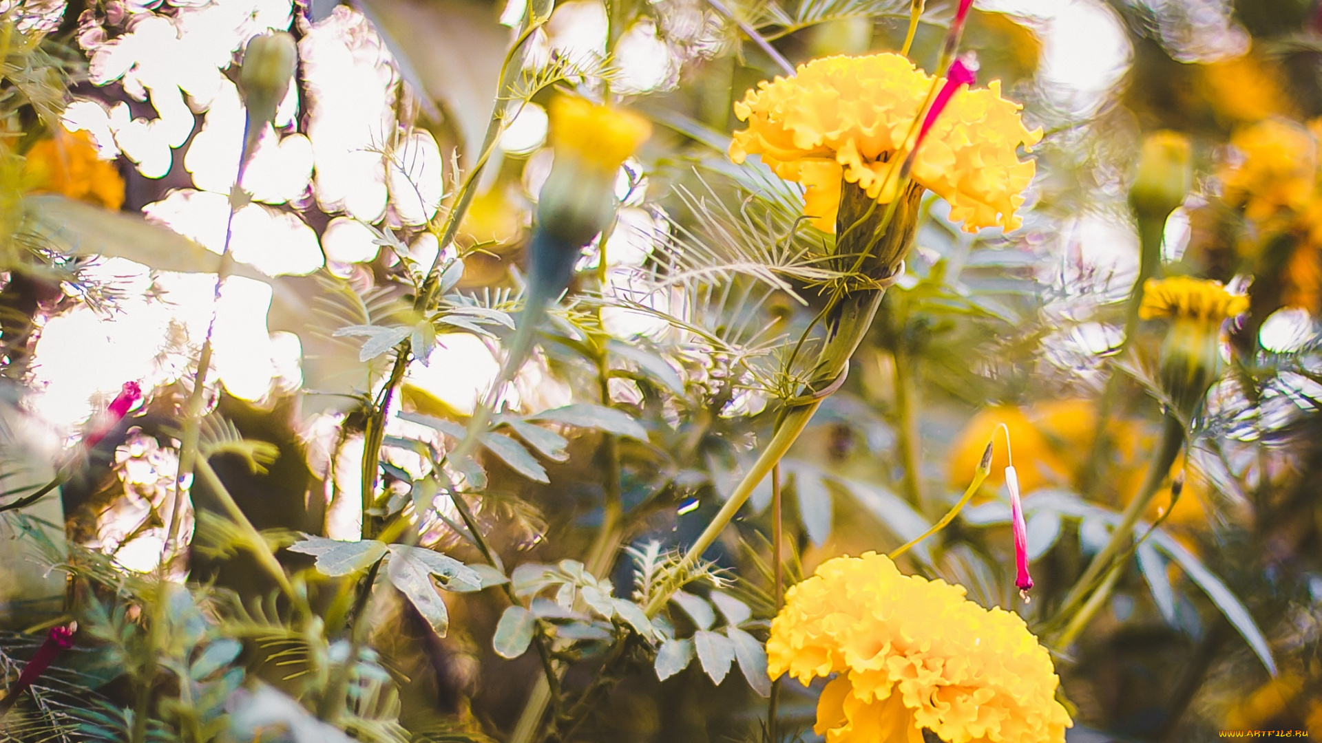 цветы, бархатцы, бархатци