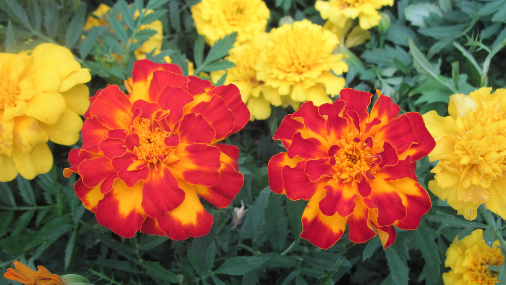 цветы, бархатцы, яркий