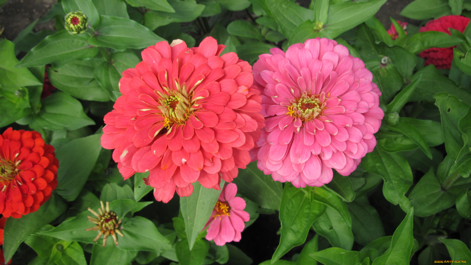 цветы, цинния, розовый