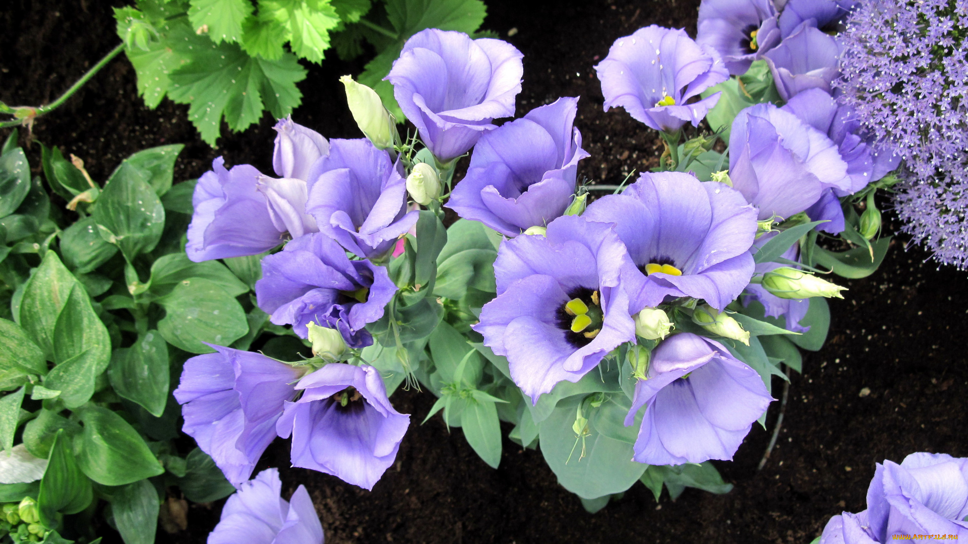 цветы, эустома, сиреневый