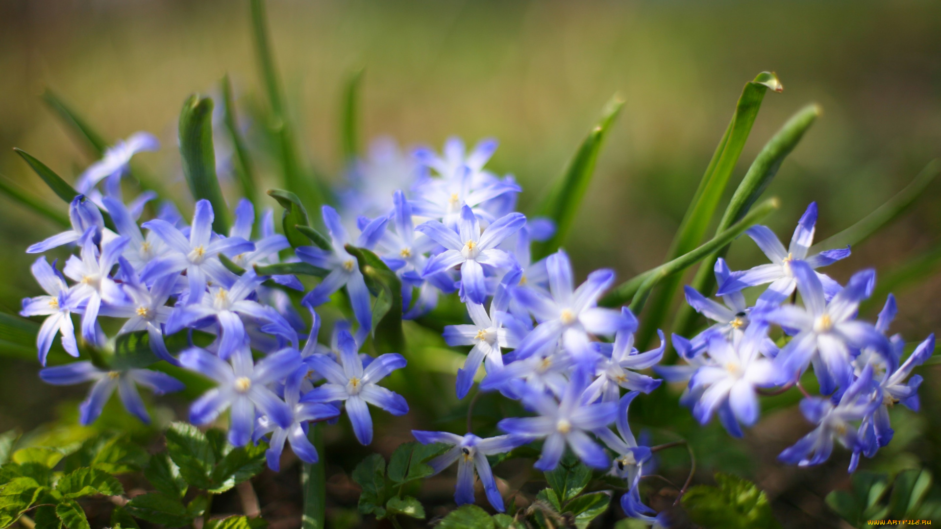 цветы, гиацинты, размытость, трава, растения, макро, природа