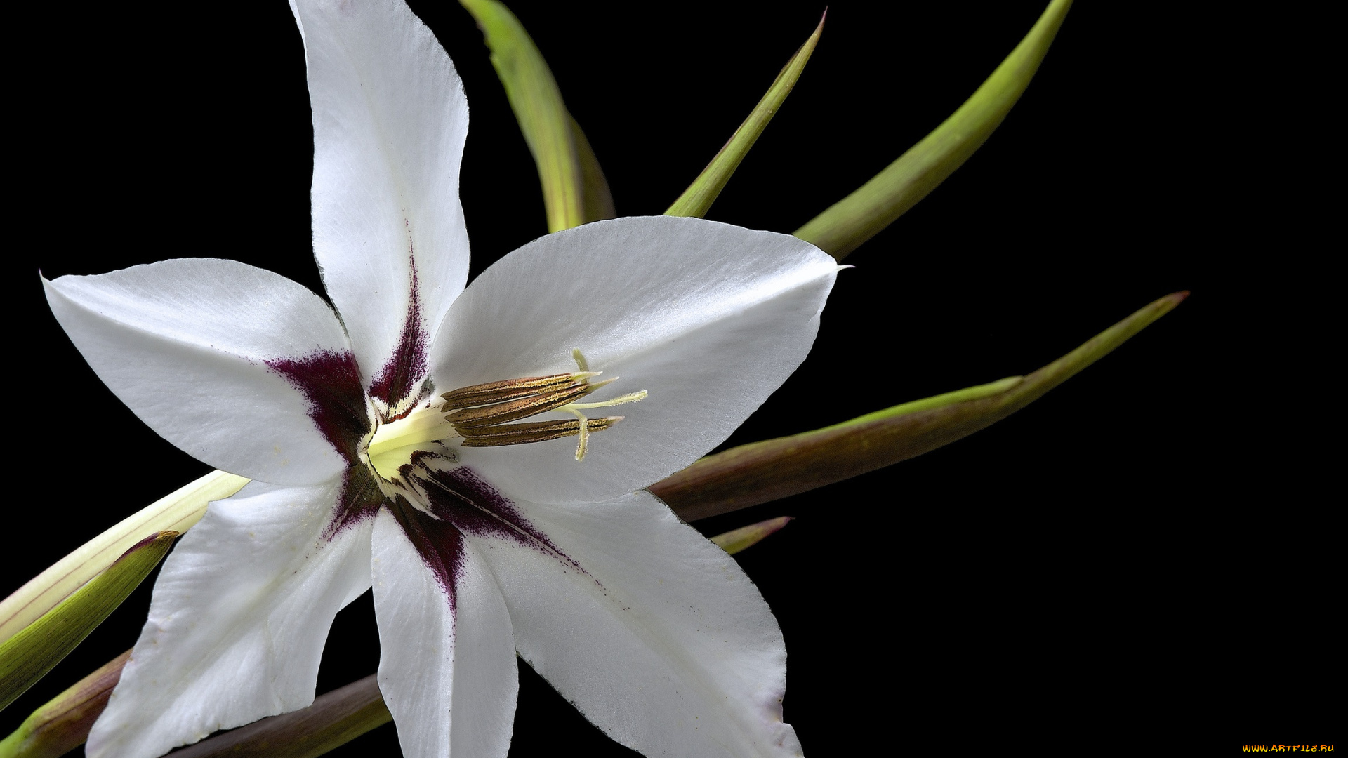 цветы, гладиолусы, гладиолус, цветок, фон