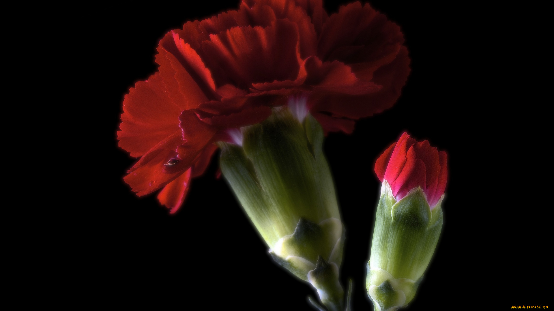 цветы, гвоздики, фон, бутон, гвоздика, цветок