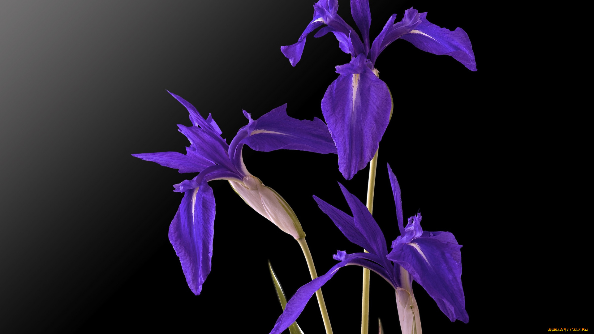 цветы, ирисы, фон