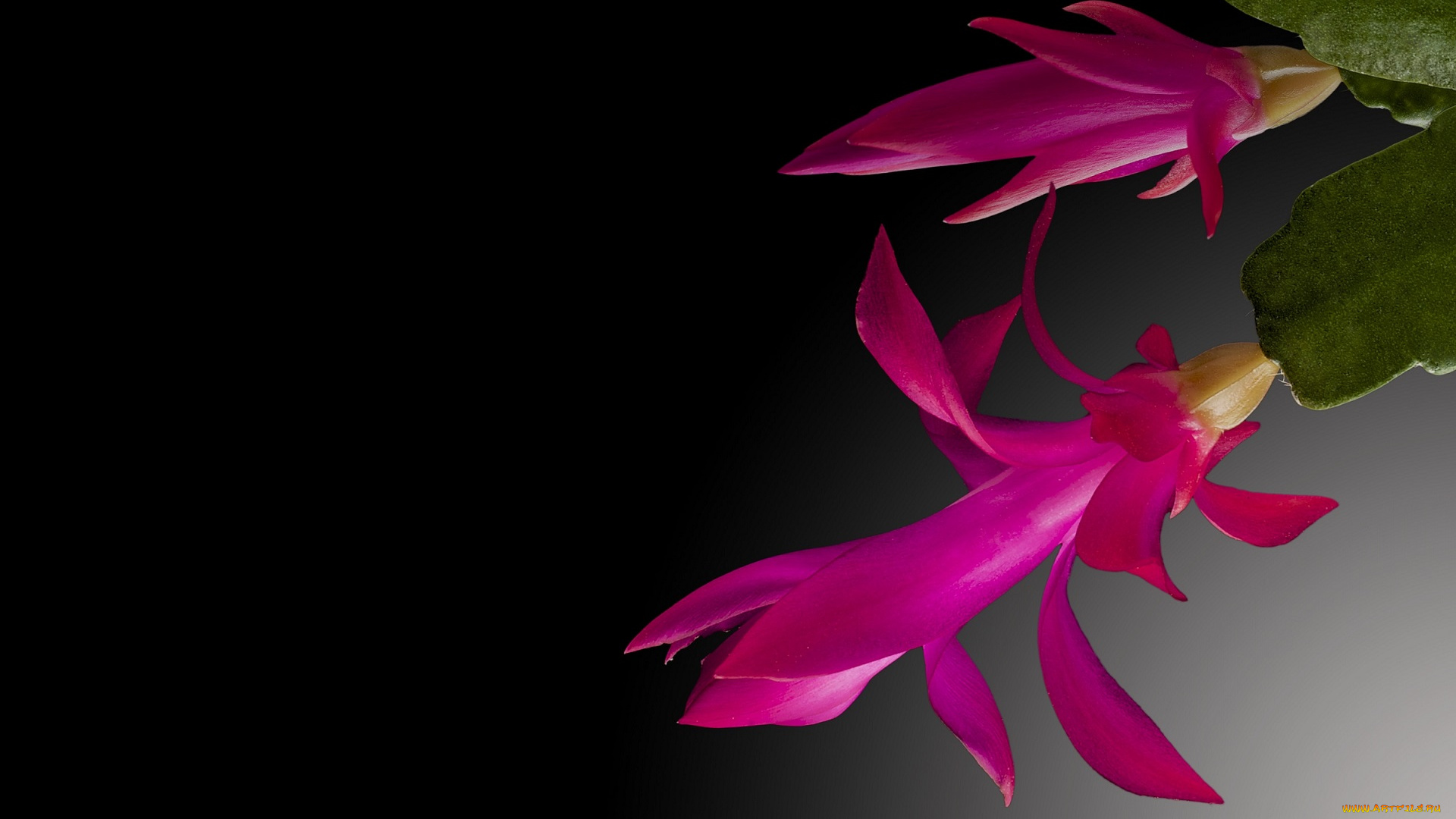 цветы, кактусы, цветок, сукулент, кактус, лепестки, макро, тычинки