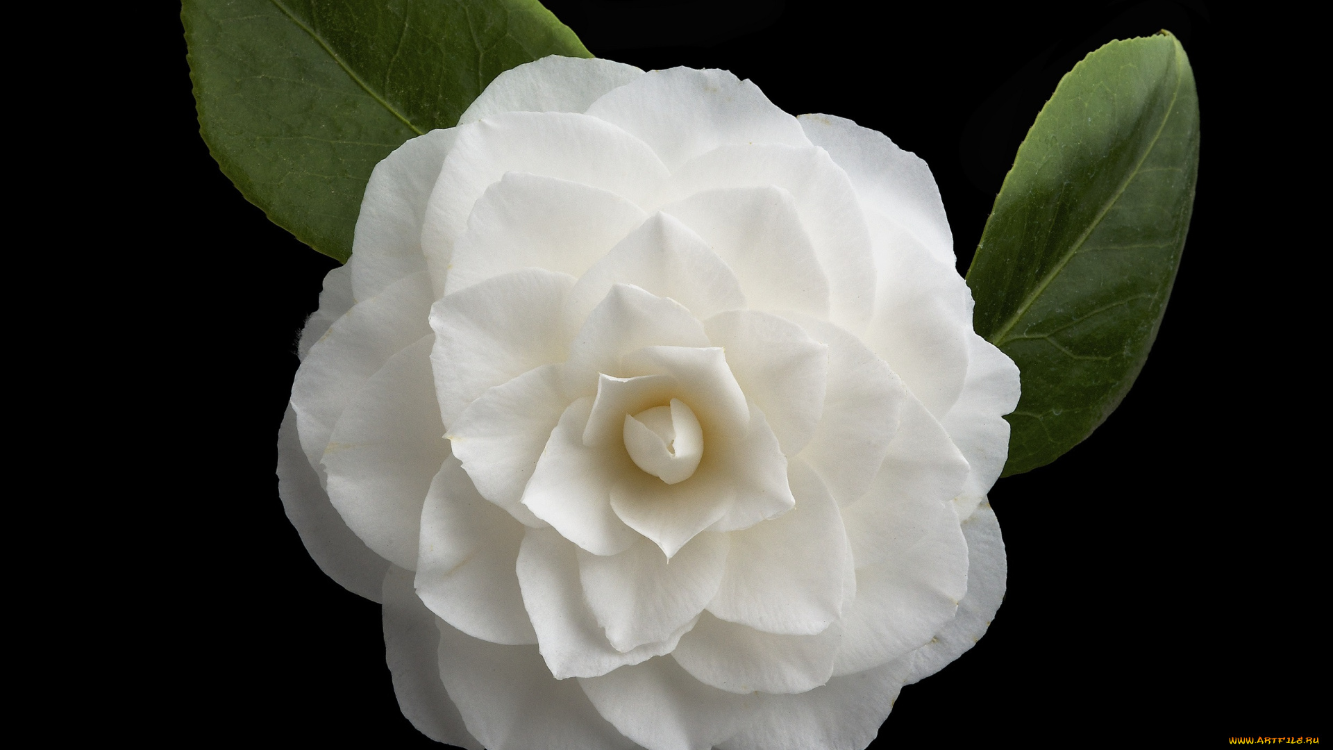 цветы, камелии, фон, макро, цветок, камелия