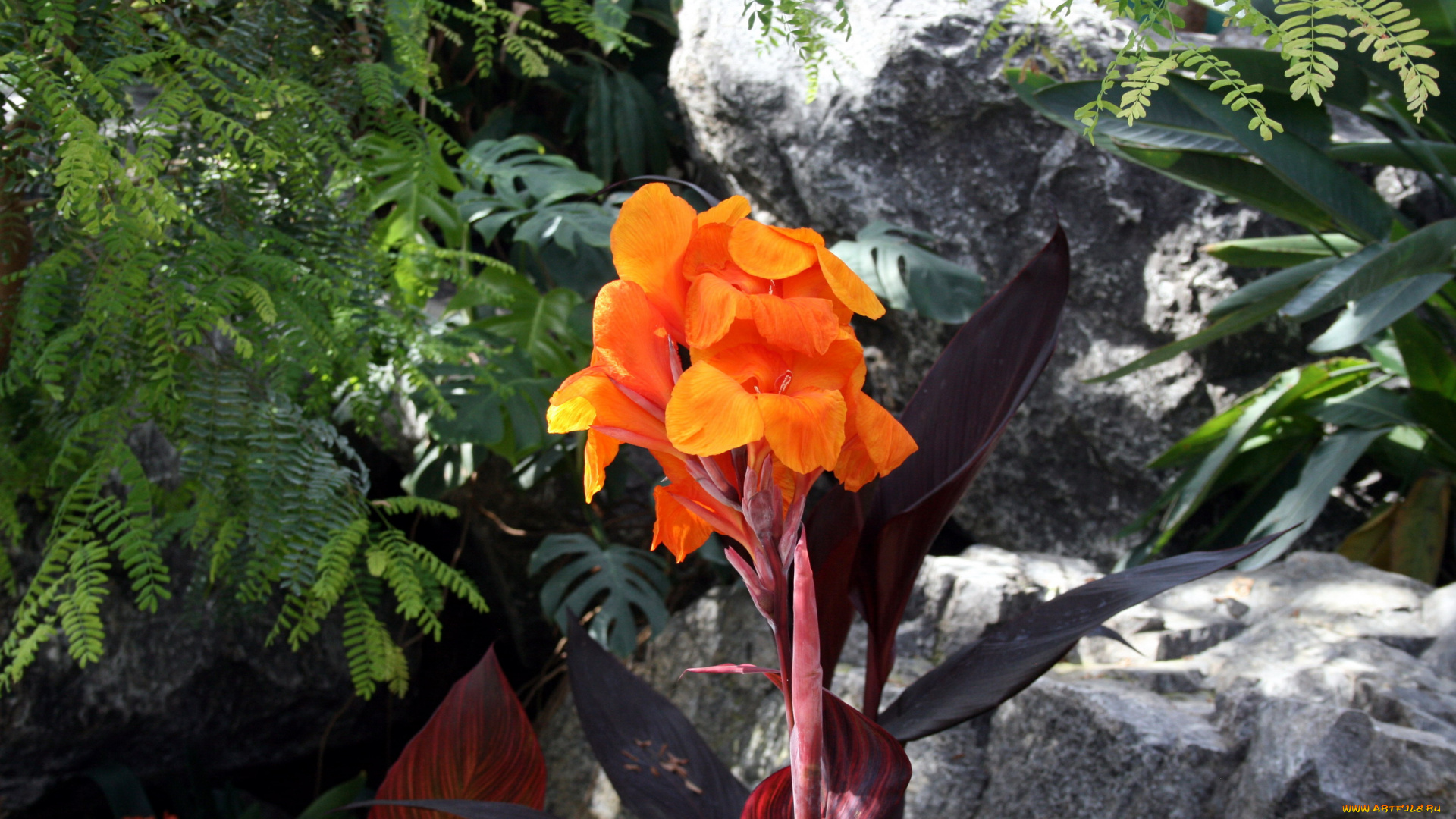 цветы, канна, оранжевый