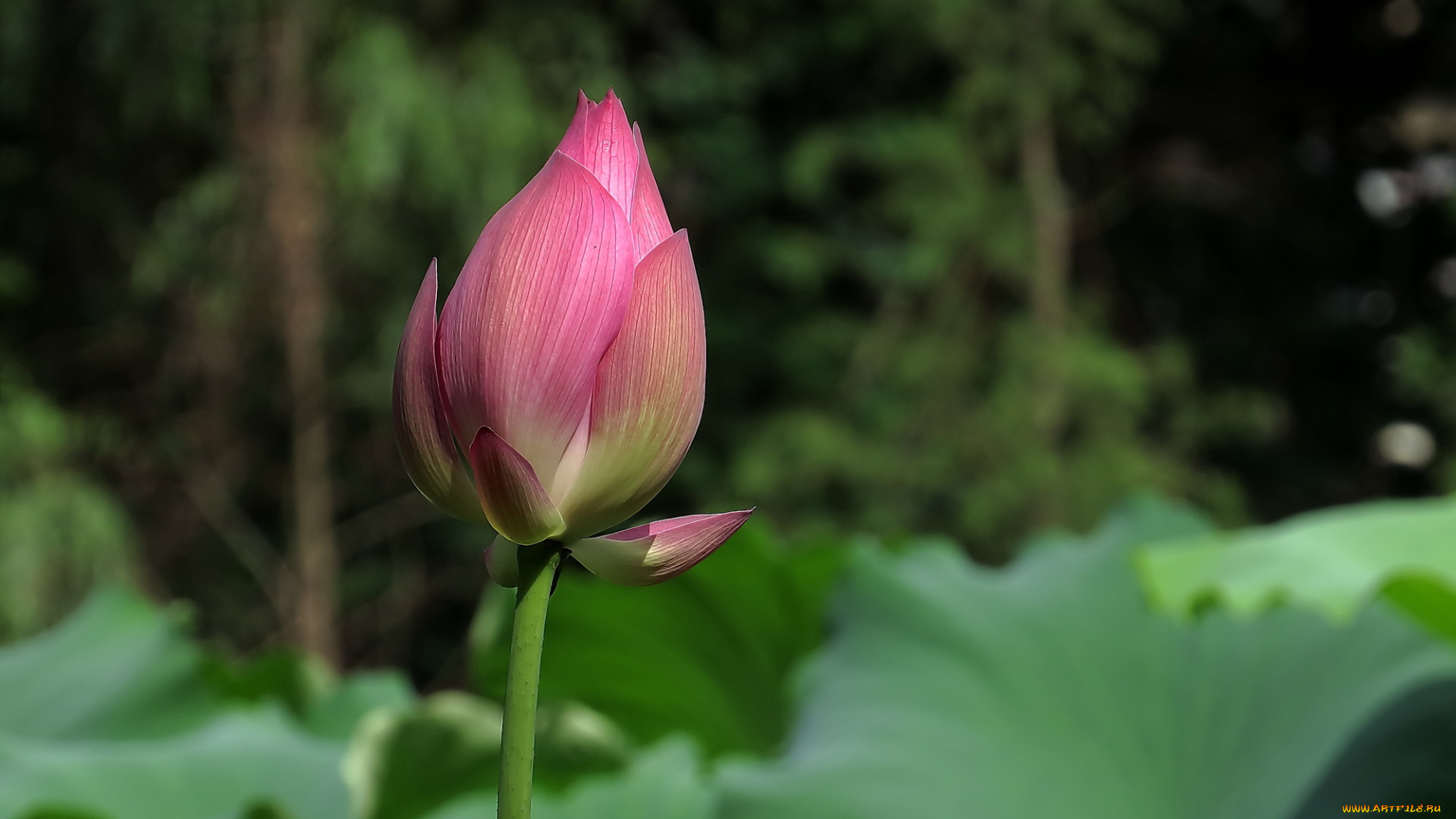 цветы, лотосы, лепестки