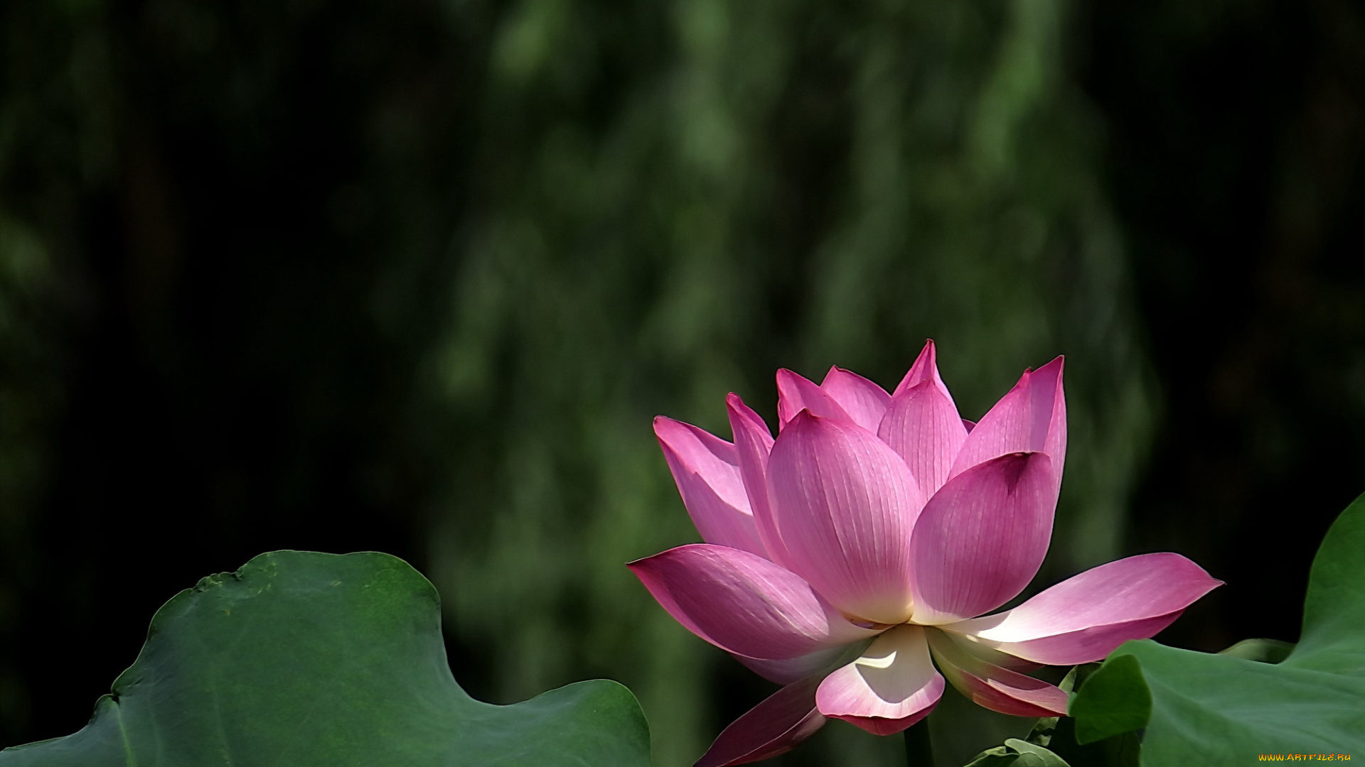 цветы, лотосы, лепестки