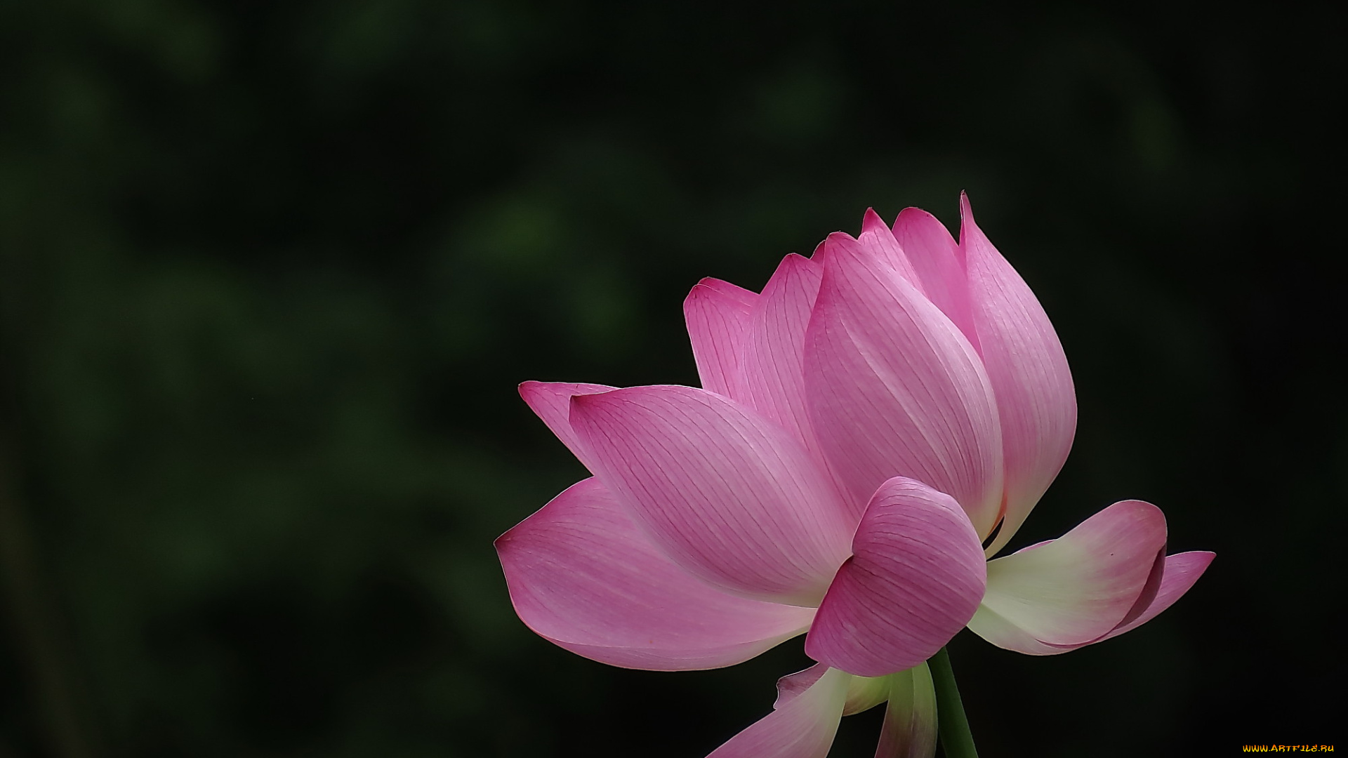 цветы, лотосы, лепестки