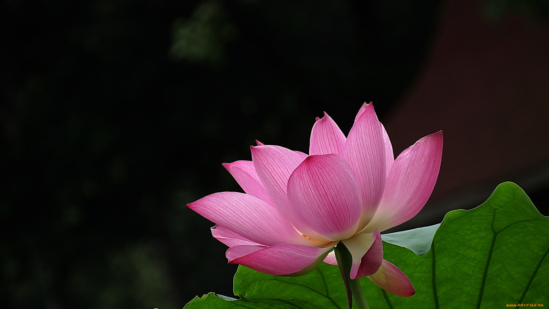 цветы, лотосы, лепестки