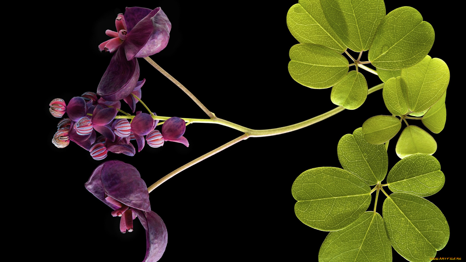 цветы, луговые, , полевые, , цветы, листья, фон