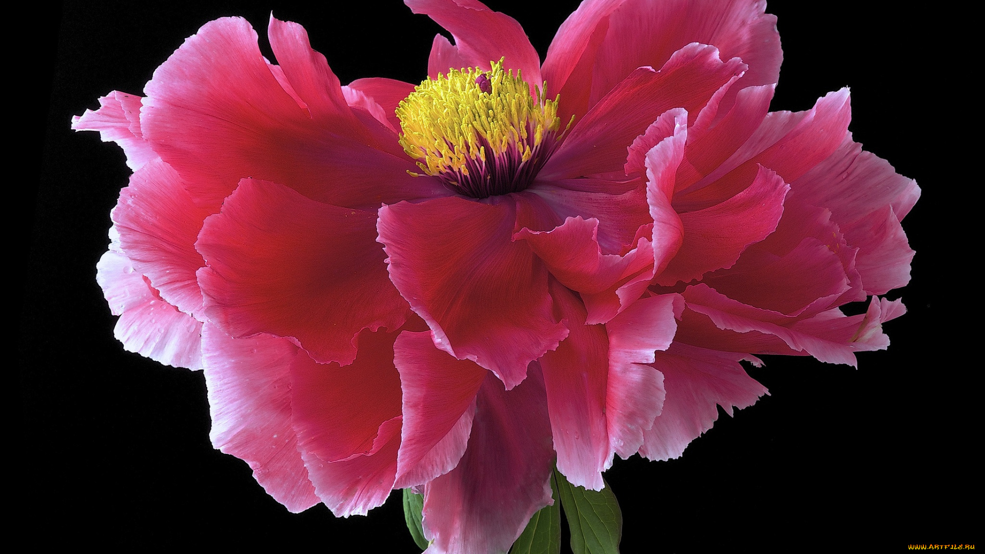 цветы, пионы, фон, макро, цветок