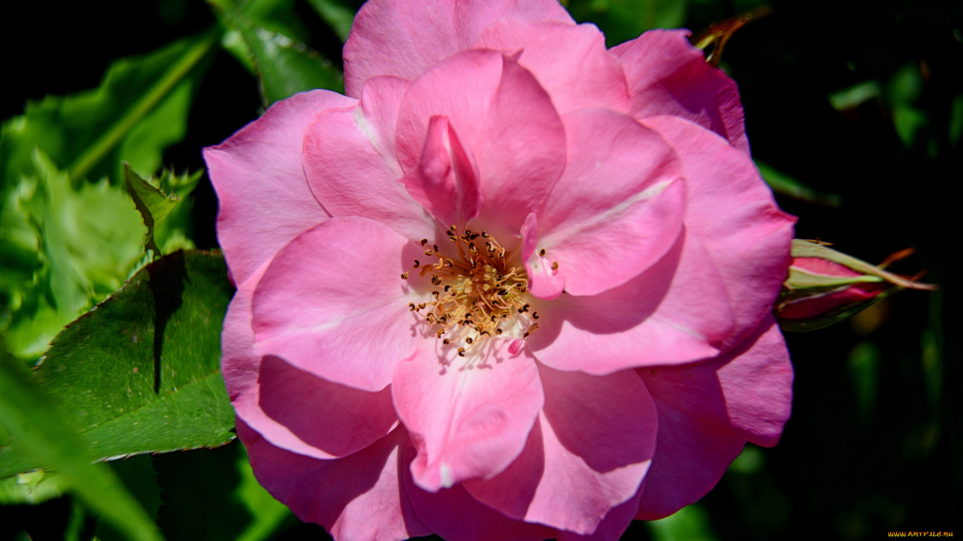 цветы, розы, бутон, роза