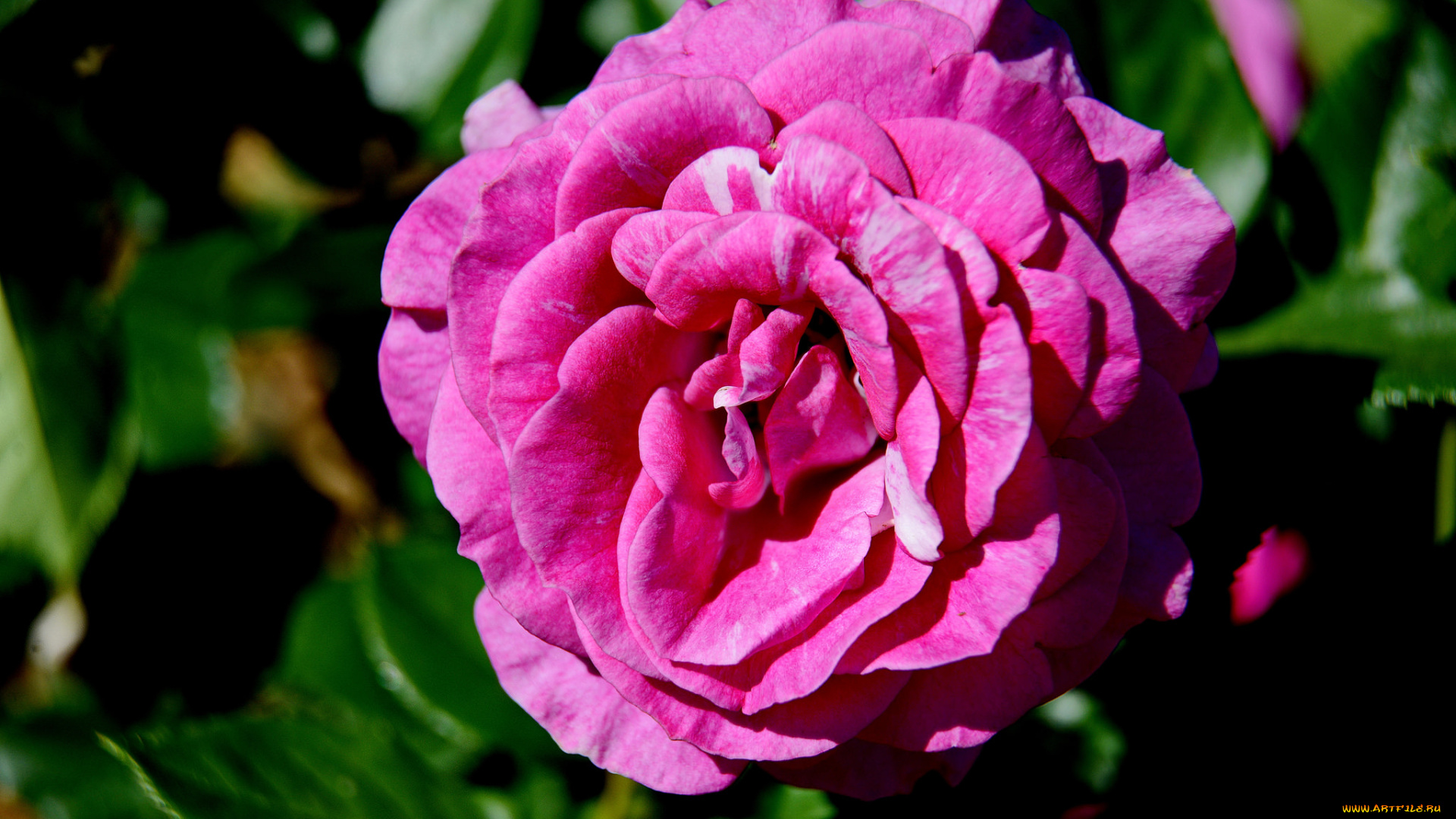 цветы, розы, бутон, роза