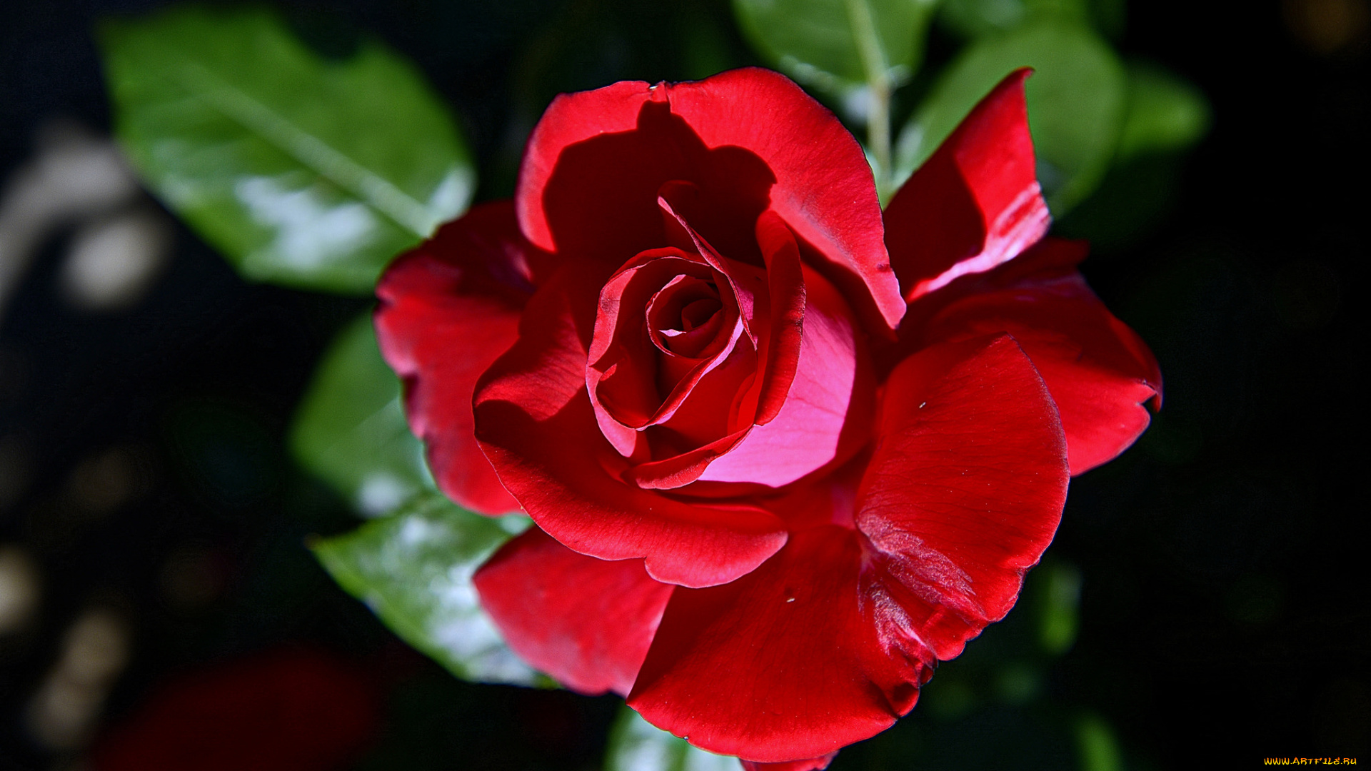 цветы, розы, бутон, роза