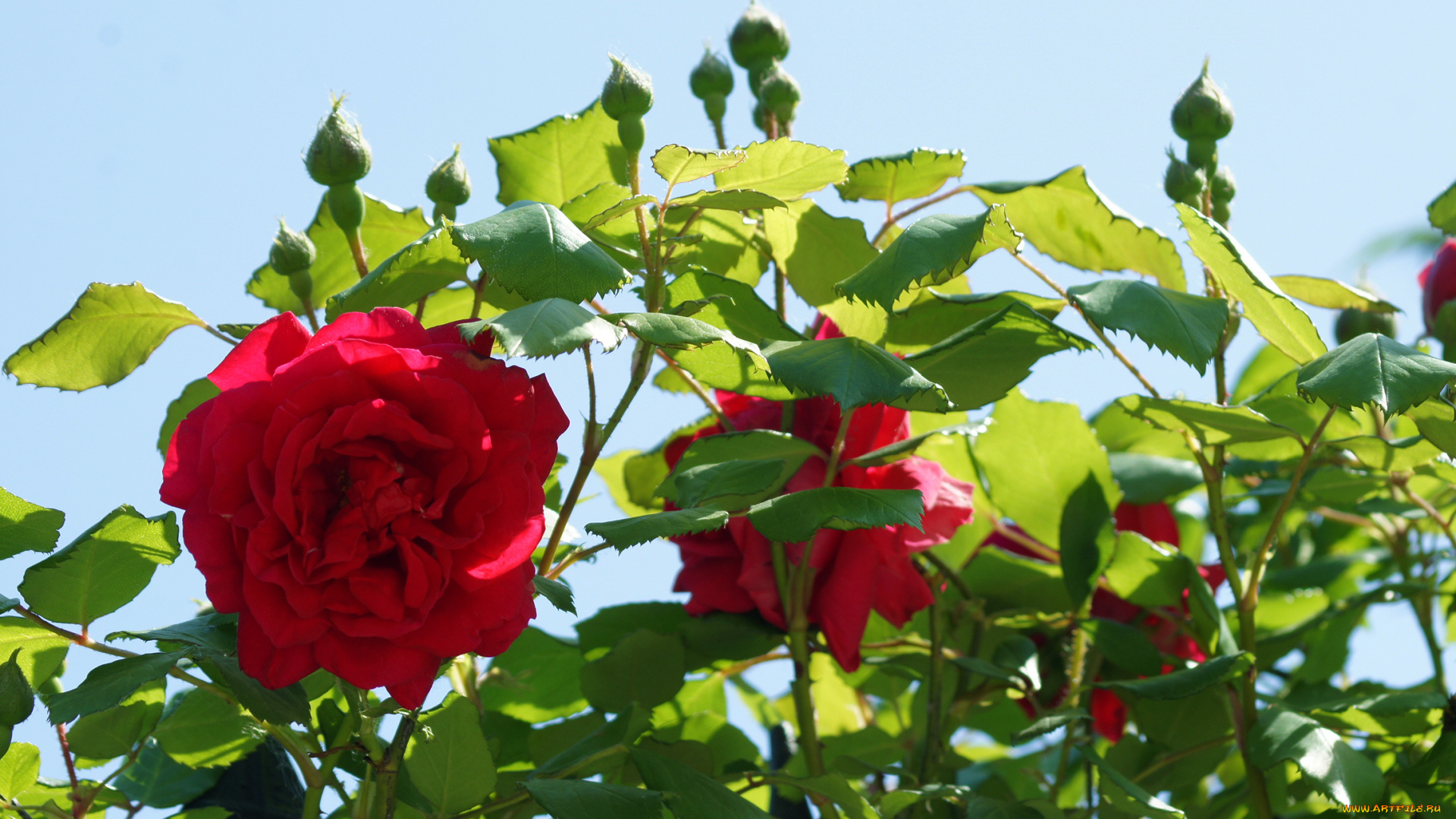 цветы, розы, листья, лепестки