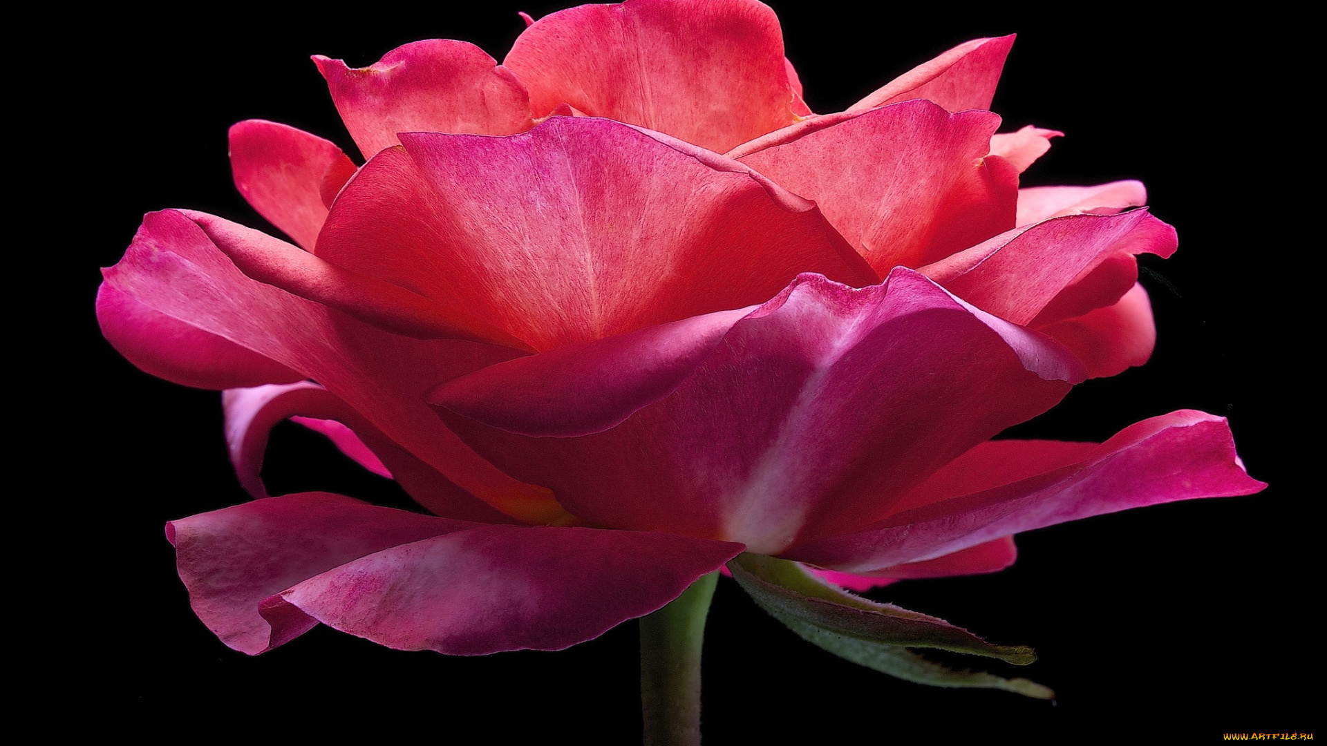 цветы, розы, роза, цветок, фон