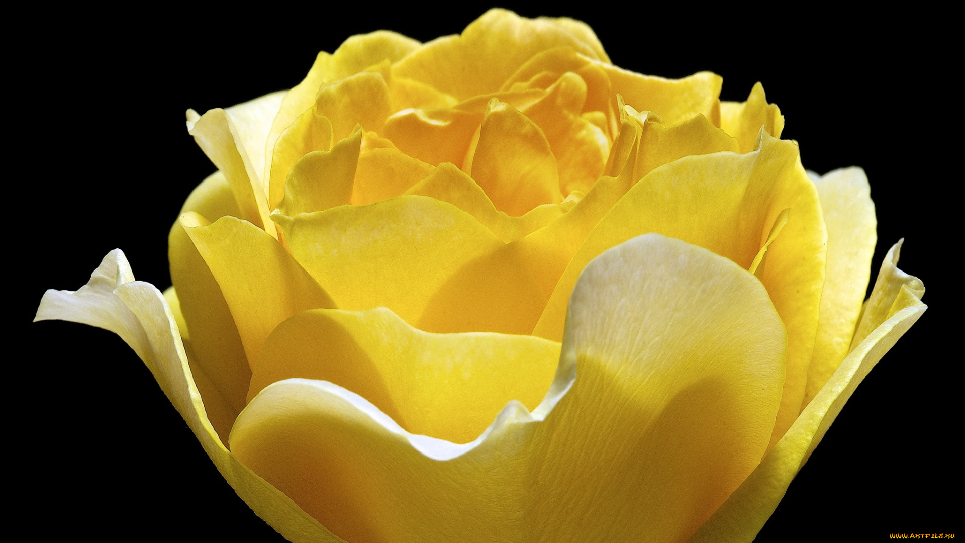 цветы, розы, роза, цветок, фон