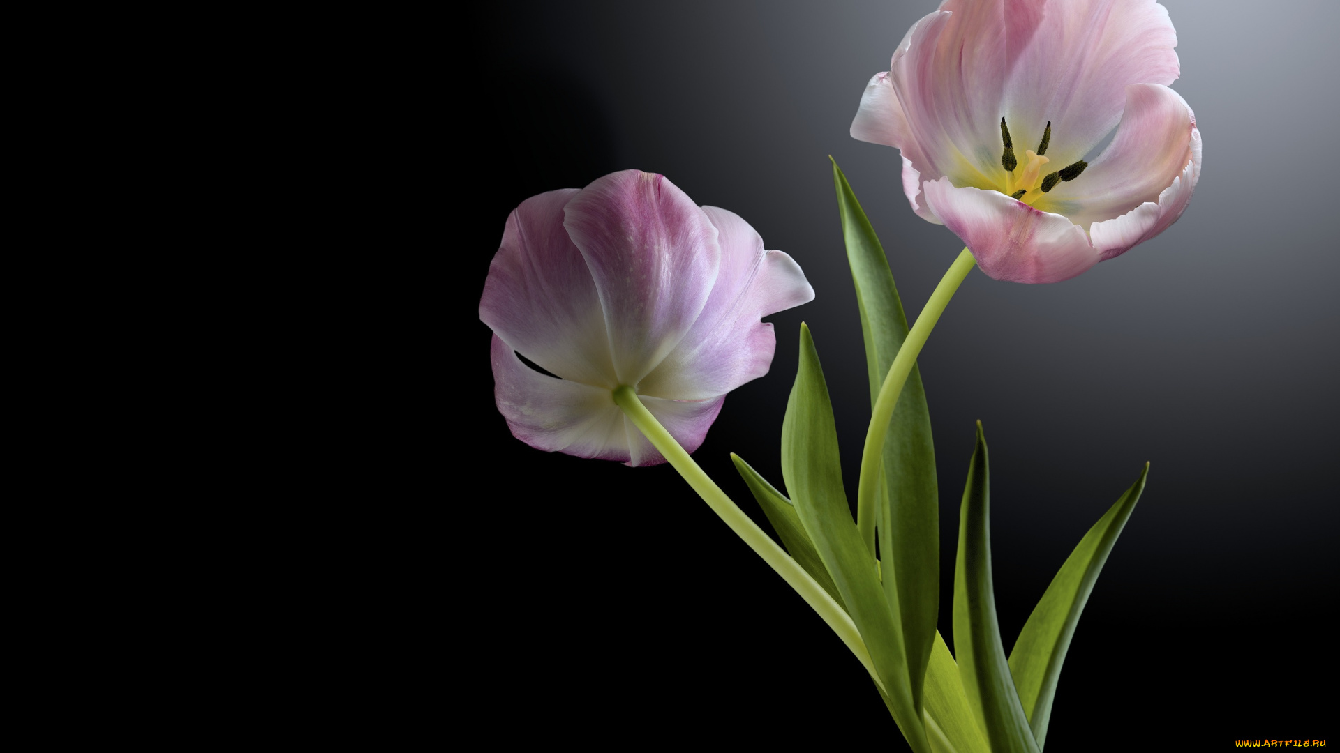 цветы, тюльпаны, фон