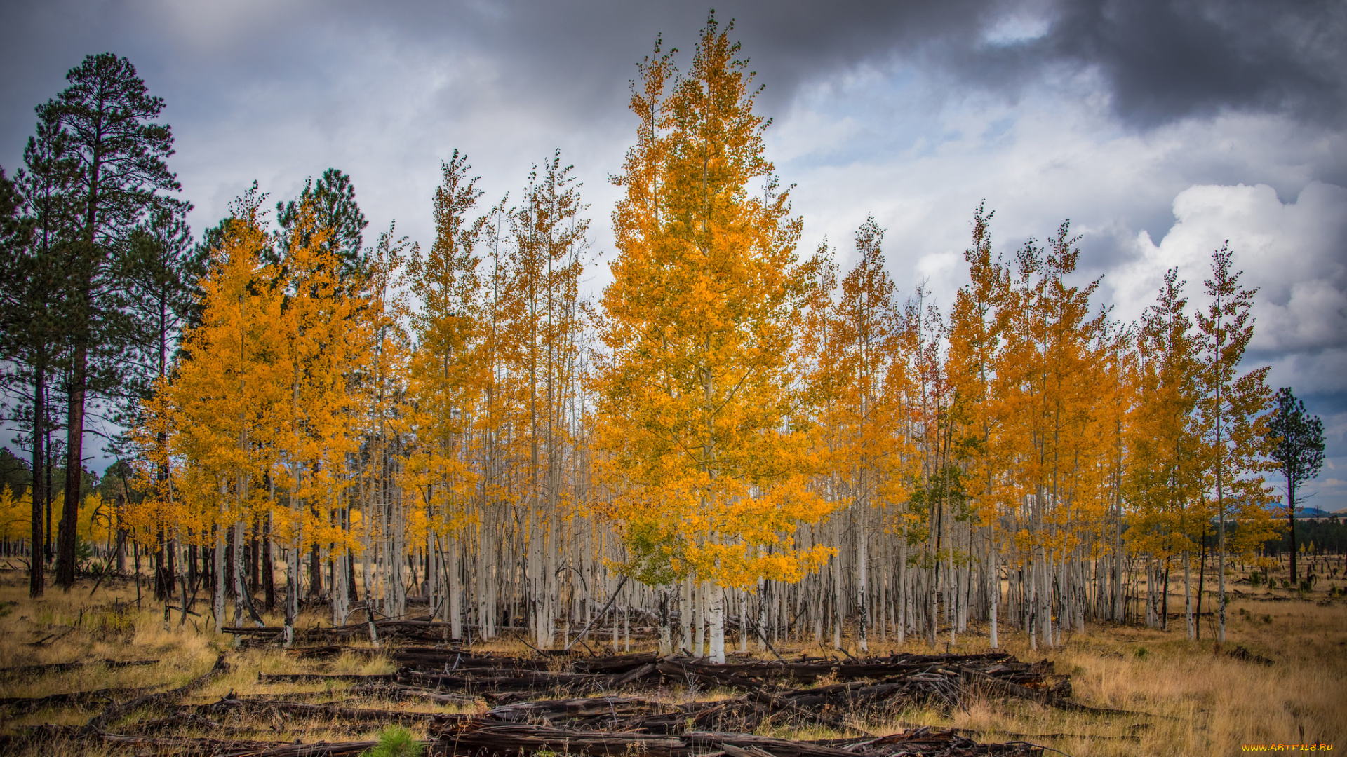 природа, деревья, осень, берёзы