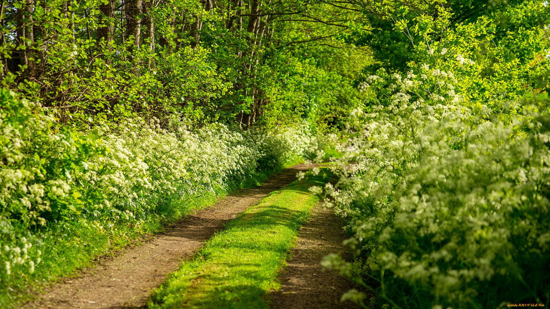 природа, дороги, лес, колея