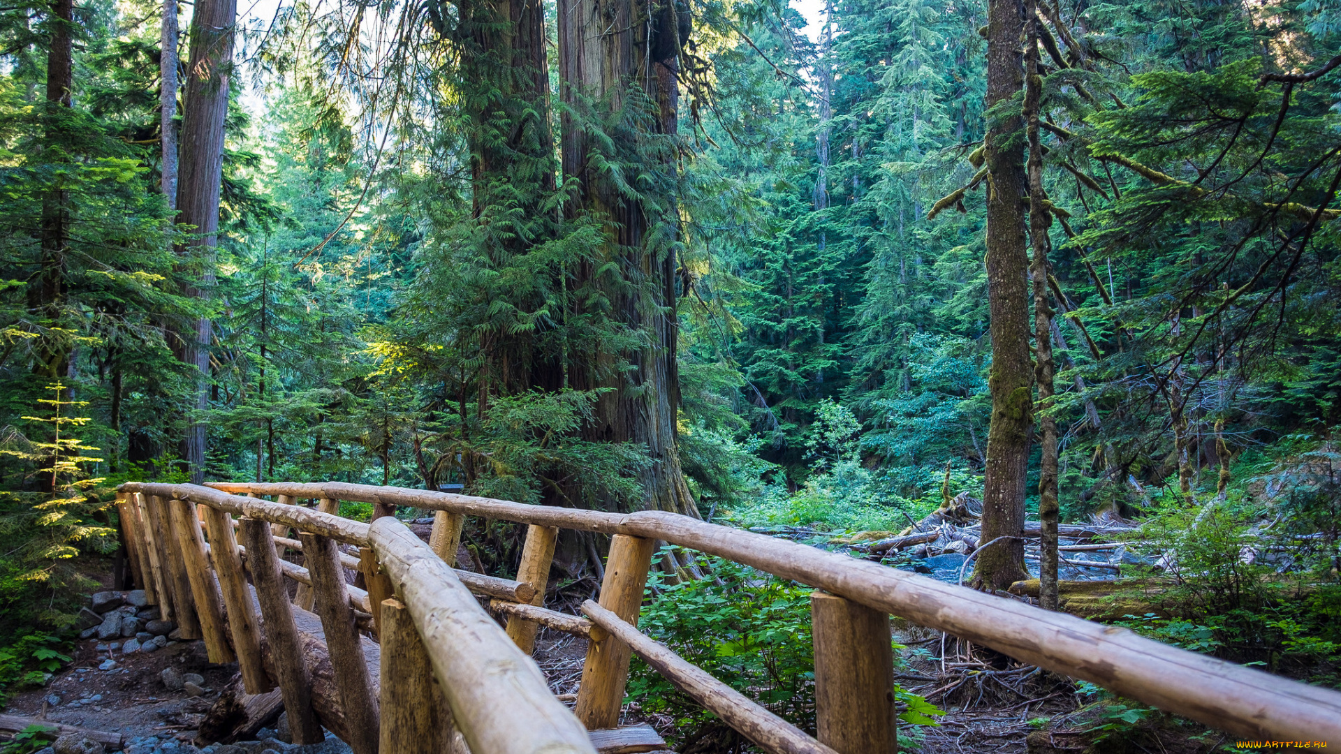 природа, дороги, мостик, лес