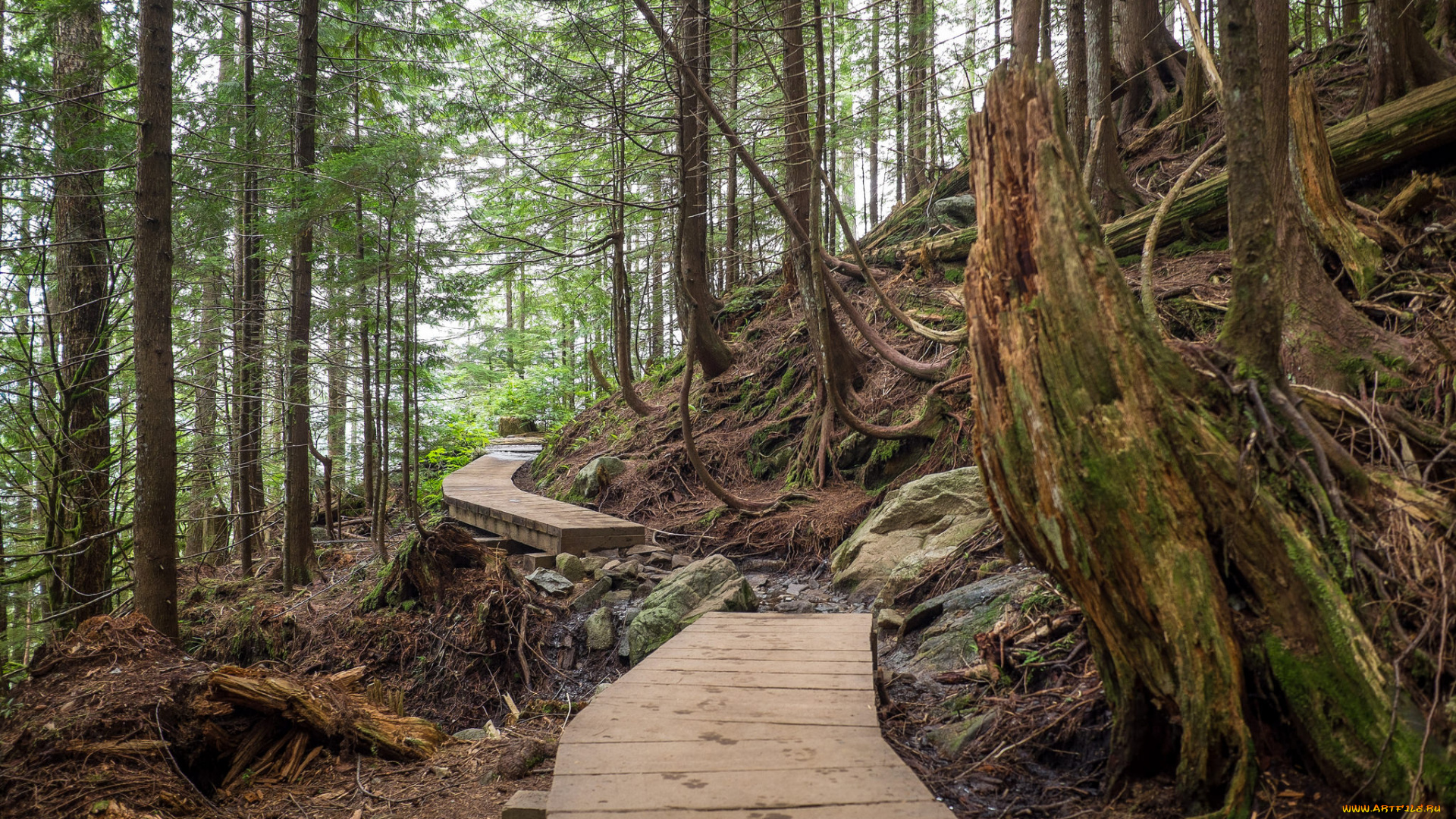 природа, дороги, настил, лес
