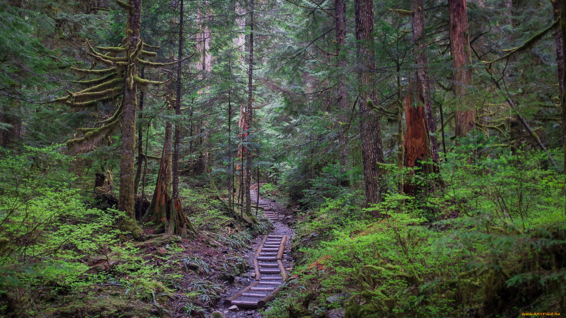 природа, дороги, тропинка, лес