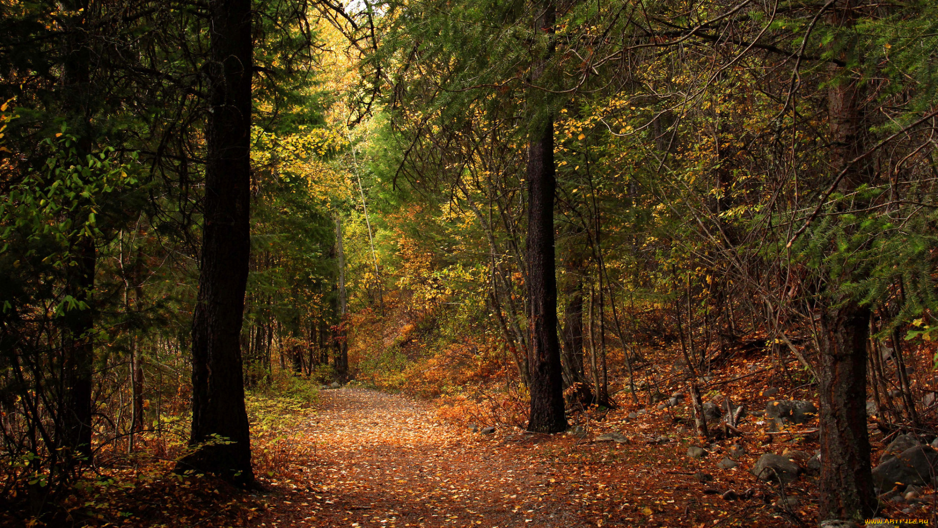 природа, дороги, тропинка, поляна, деревья