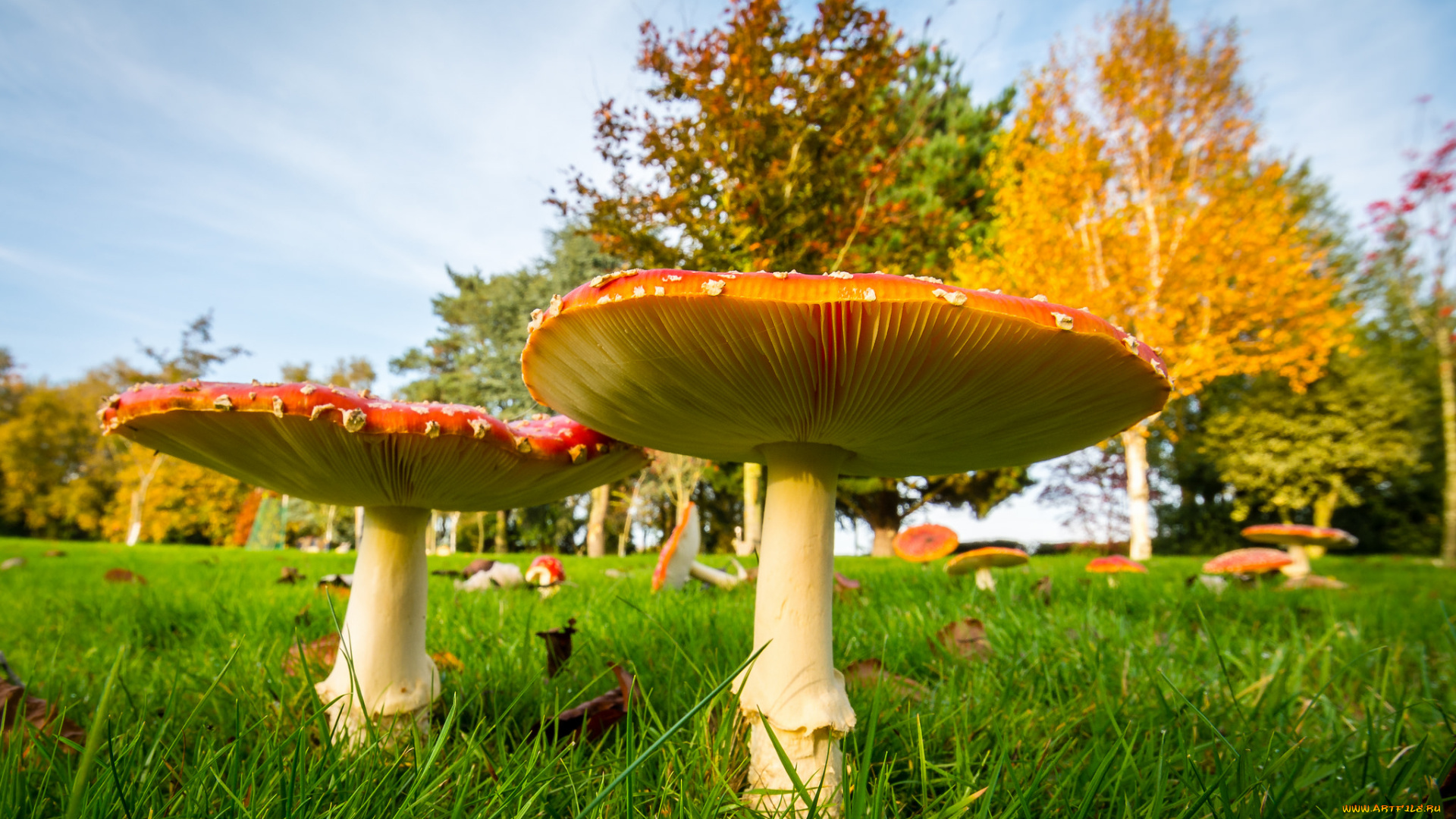 природа, грибы, , мухомор, мухоморы, парк, луг