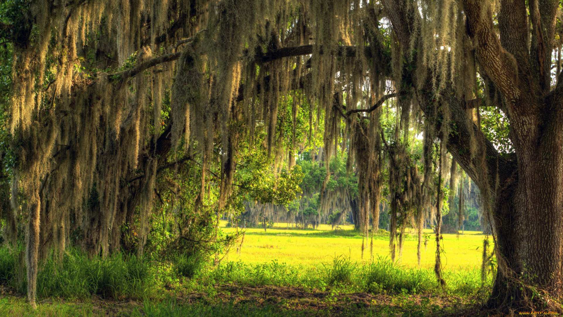 природа, лес, деревья, поляна