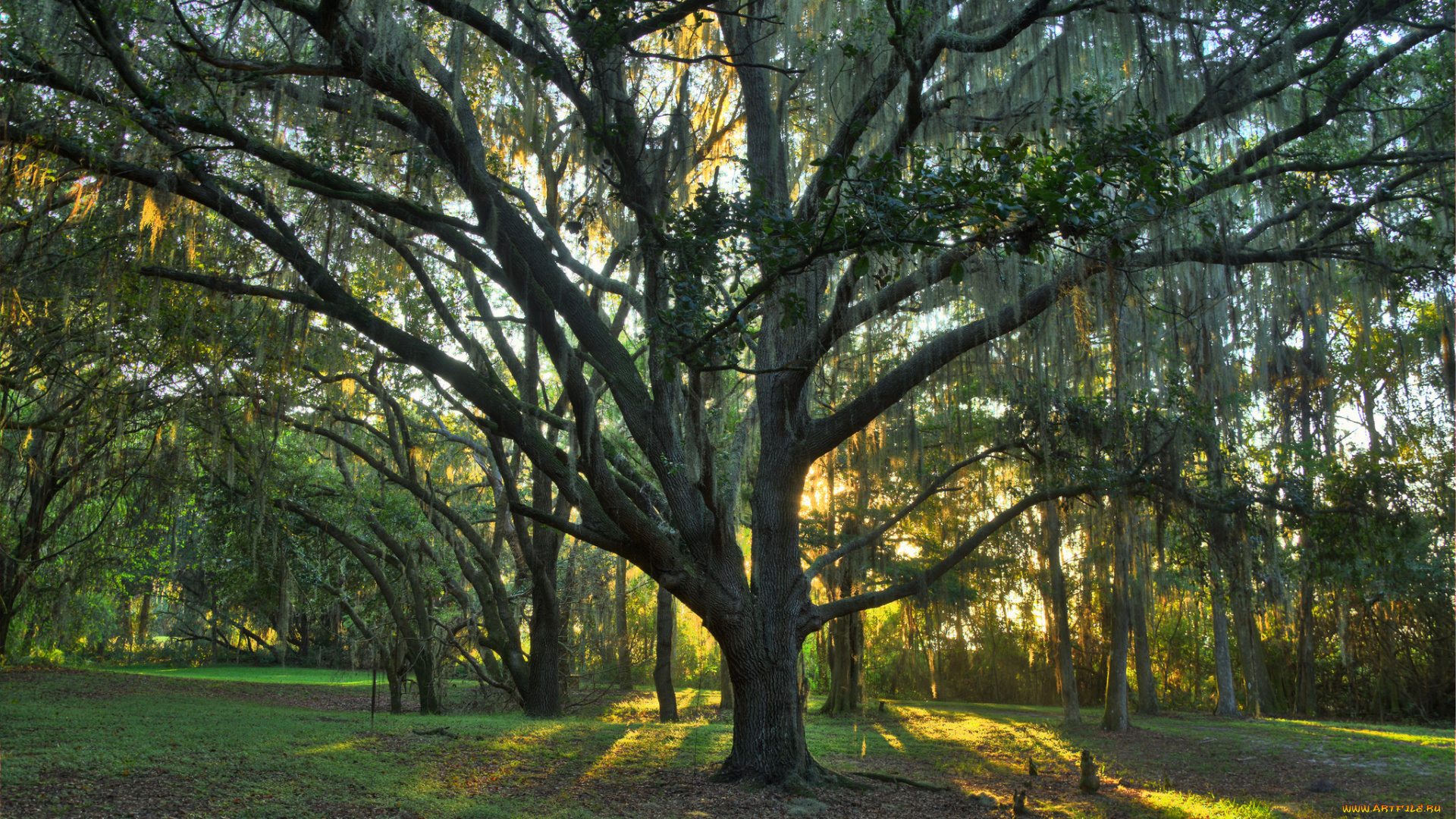 природа, лес, деревья, поляна